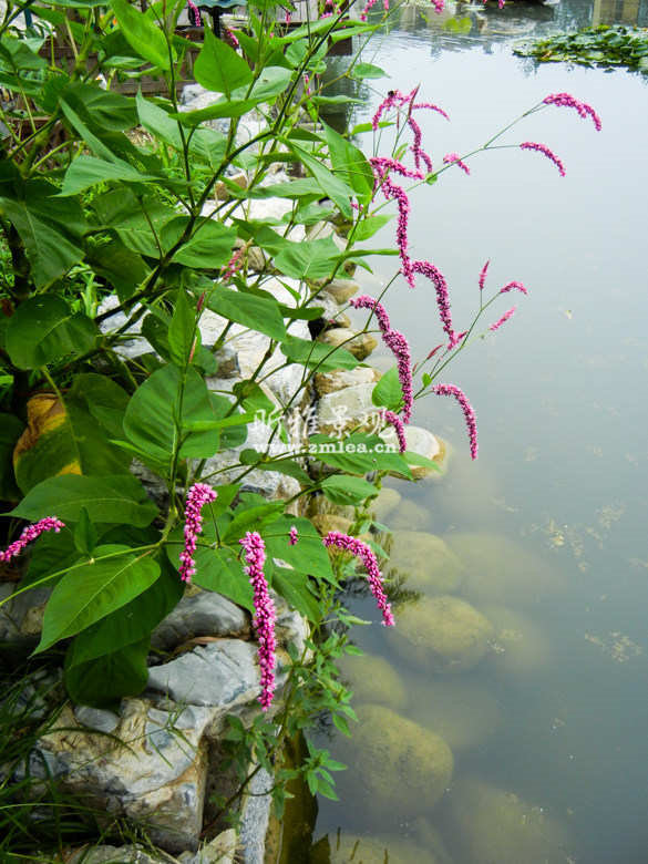 庭院水生植物